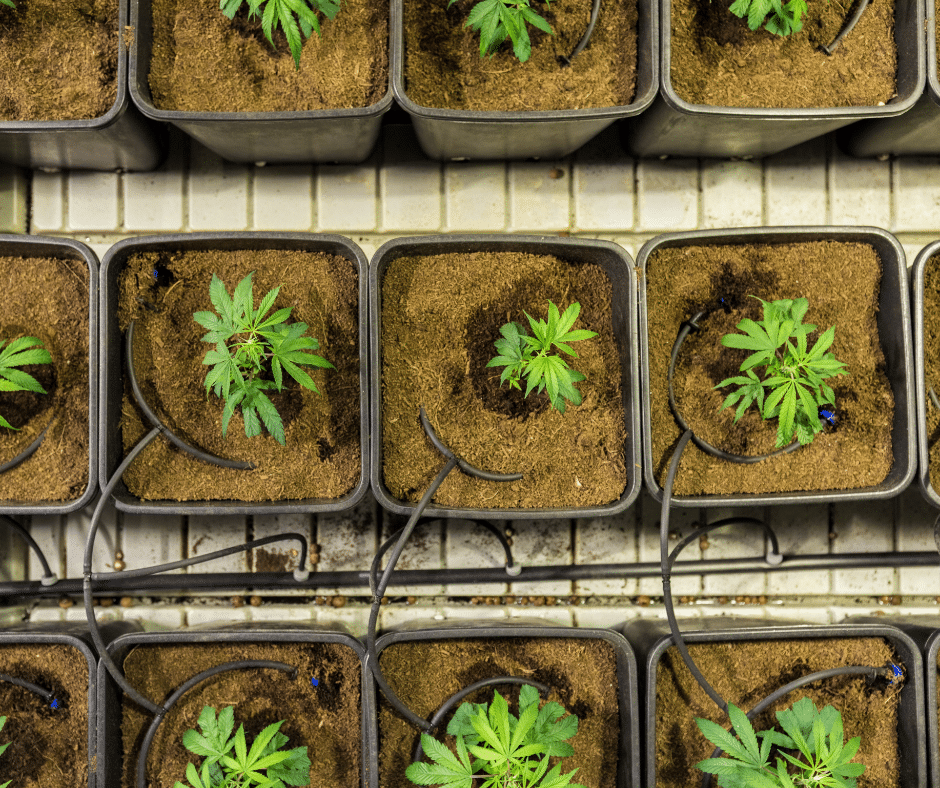 Cannabis Anbau