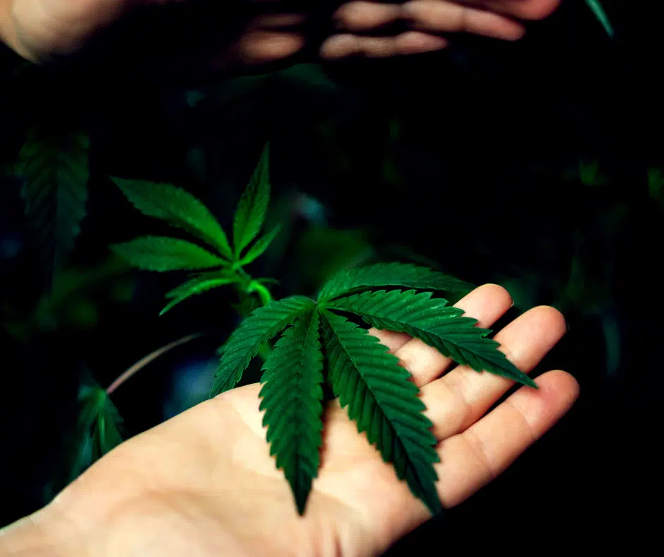 Koalitionsvertrag Cannabis Gesetz